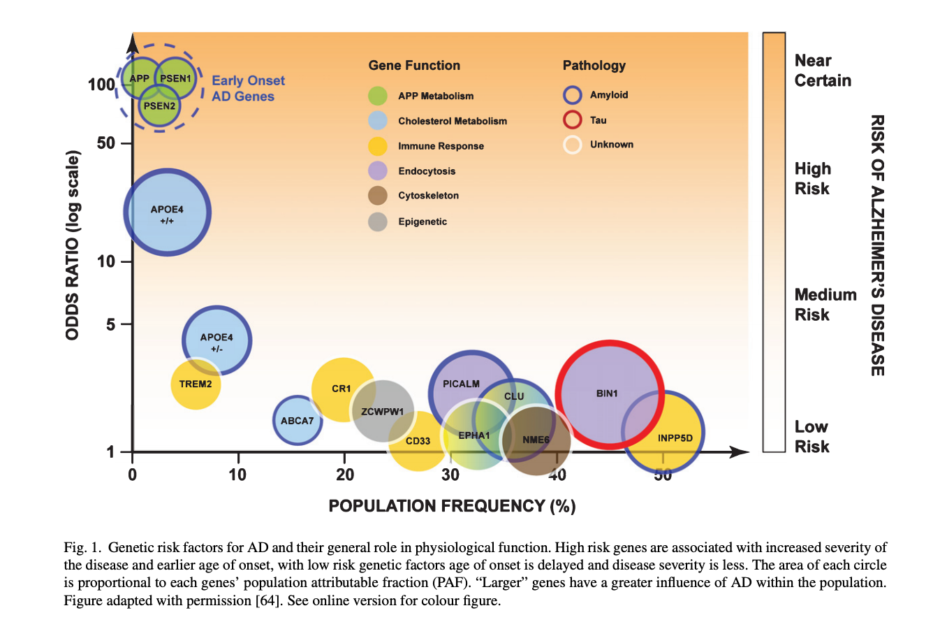 Alzheimer’s Gene Function