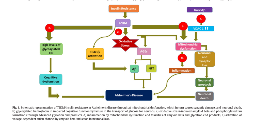 Kandimalla, Ramesh. “Is Alzheimer’s Disease a Type 3 Diabetes? A Critical Appraisal.” Biochimica et Biophysica Acta , 2017, 12. Alzheimer’s Disease insulin resistance